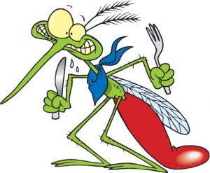 mosquito-1